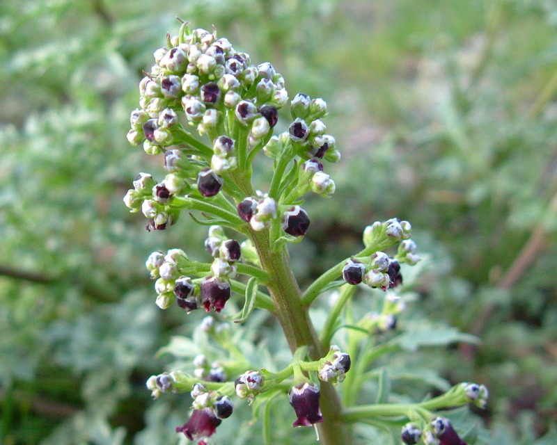 nero e piccolino - Scrophularia canina